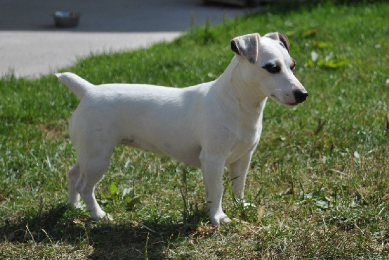 Holly Des Terriers Du Large