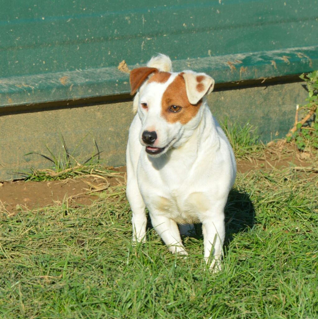 Les Jack Russell Terrier de l'affixe Earl Des Monts De Guelle