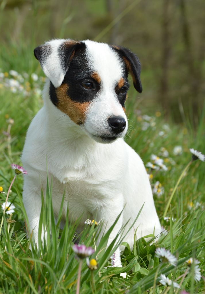 Unjoye yourself Des Terriers Du Large