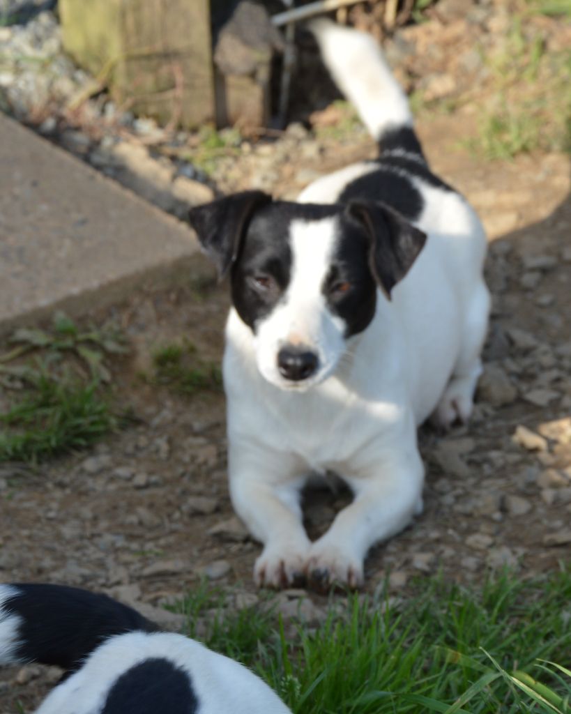 T'caetera dite t'sharlie Des Terriers Du Large