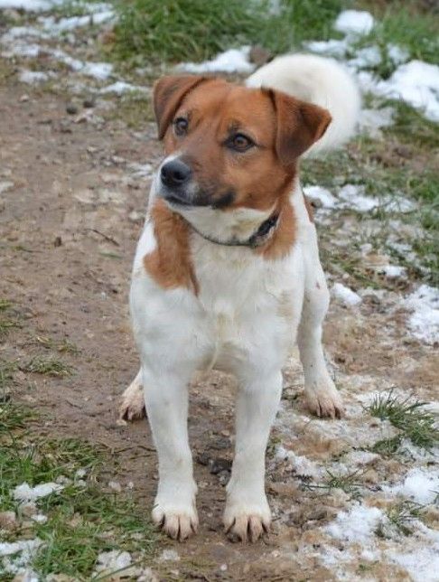 Takine Des Terriers Du Large