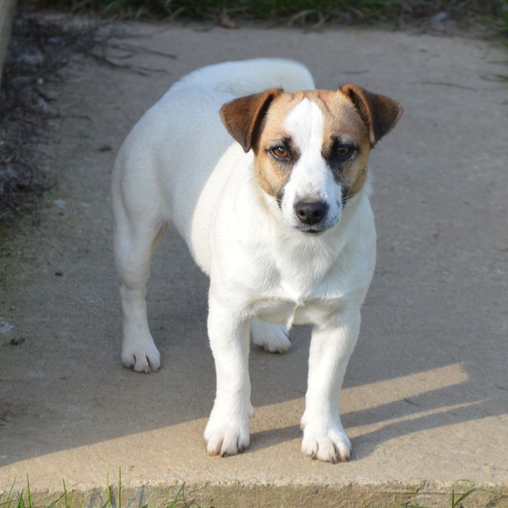 Uranie Des Terriers Du Large