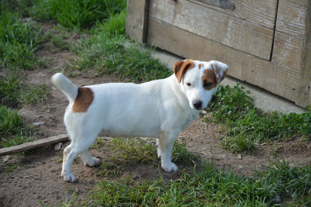 Upy ya Des Terriers Du Large