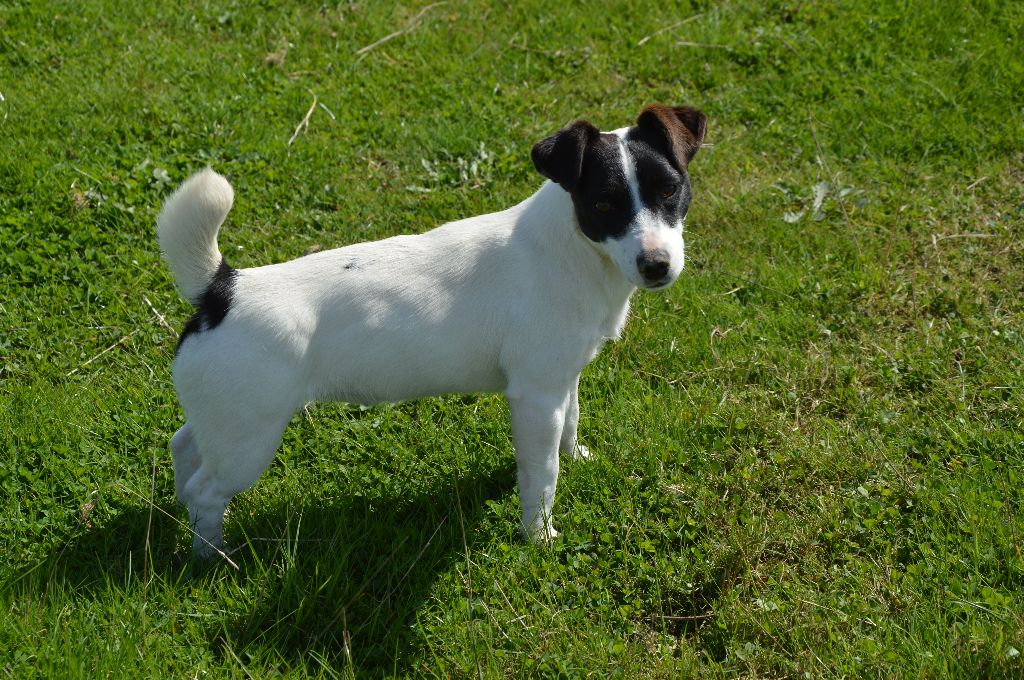 Uline Des Terriers Du Large