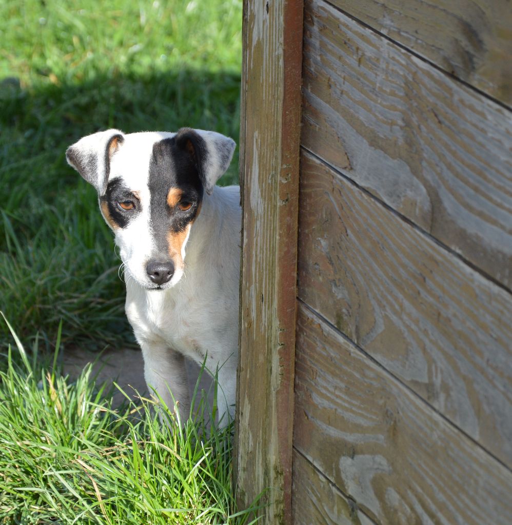 Tatihou Des Terriers Du Large