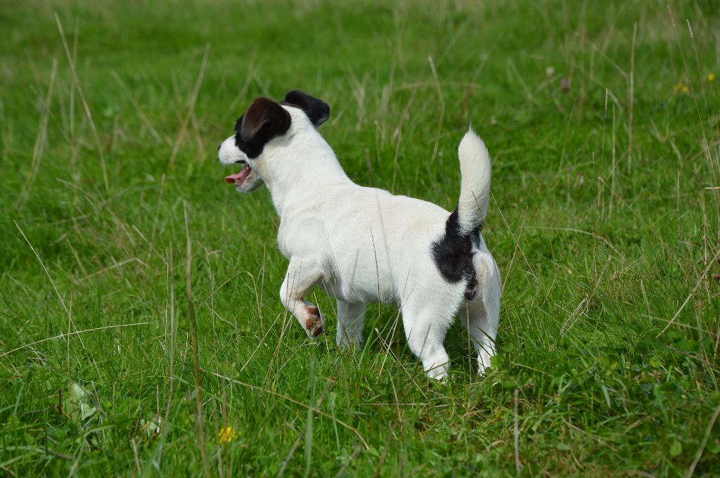 Uline Des Terriers Du Large