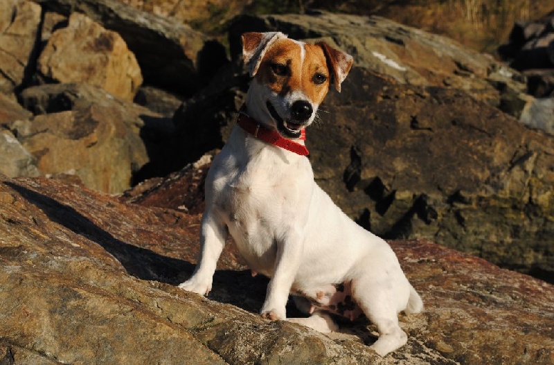 Lady bee  bop Des Terriers Du Large