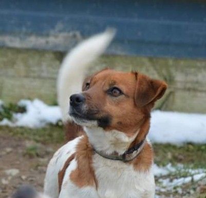 Takine Des Terriers Du Large