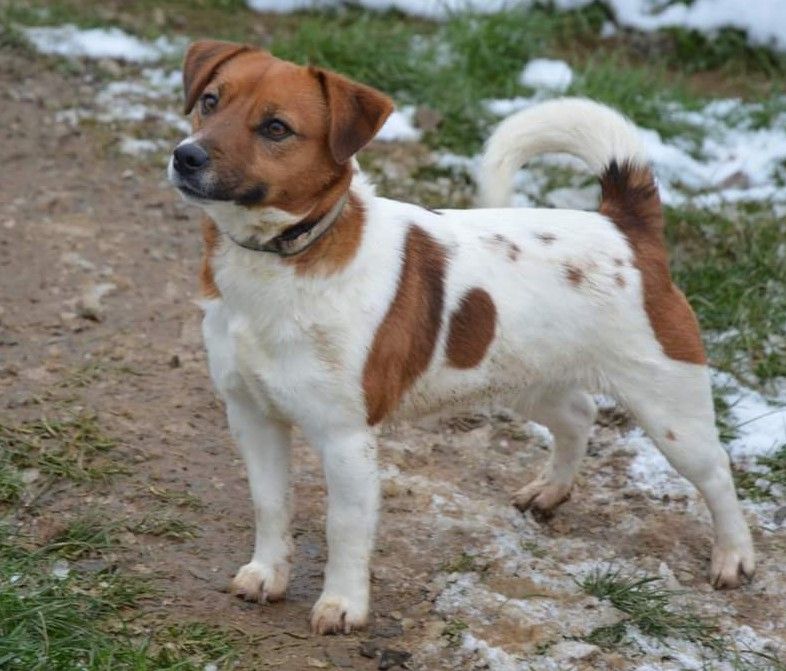 Takine Des Terriers Du Large