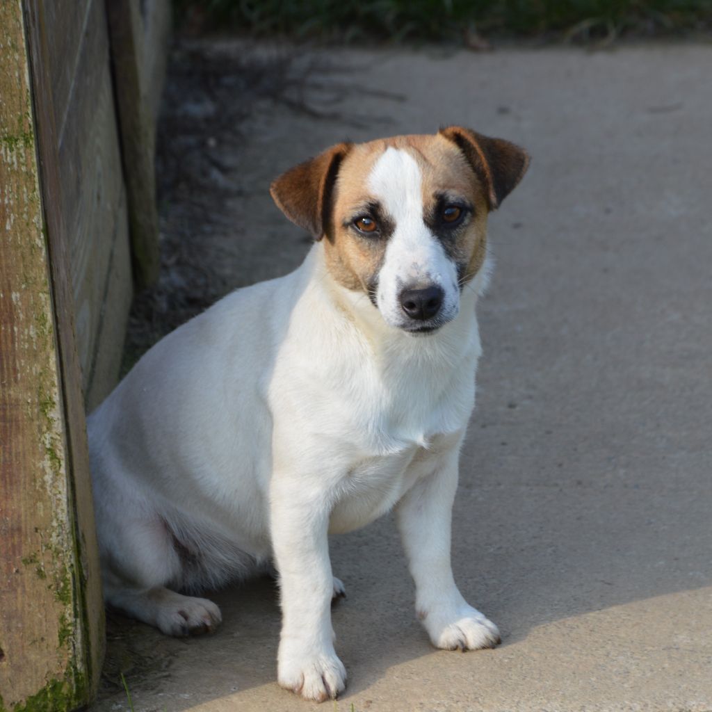 Uranie Des Terriers Du Large