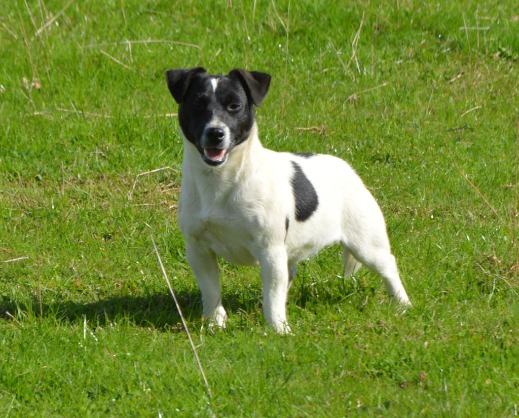 U'wendy Des Terriers Du Large