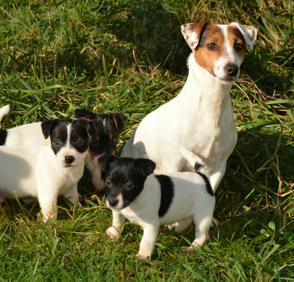 Lisbonne Des Terriers Du Large