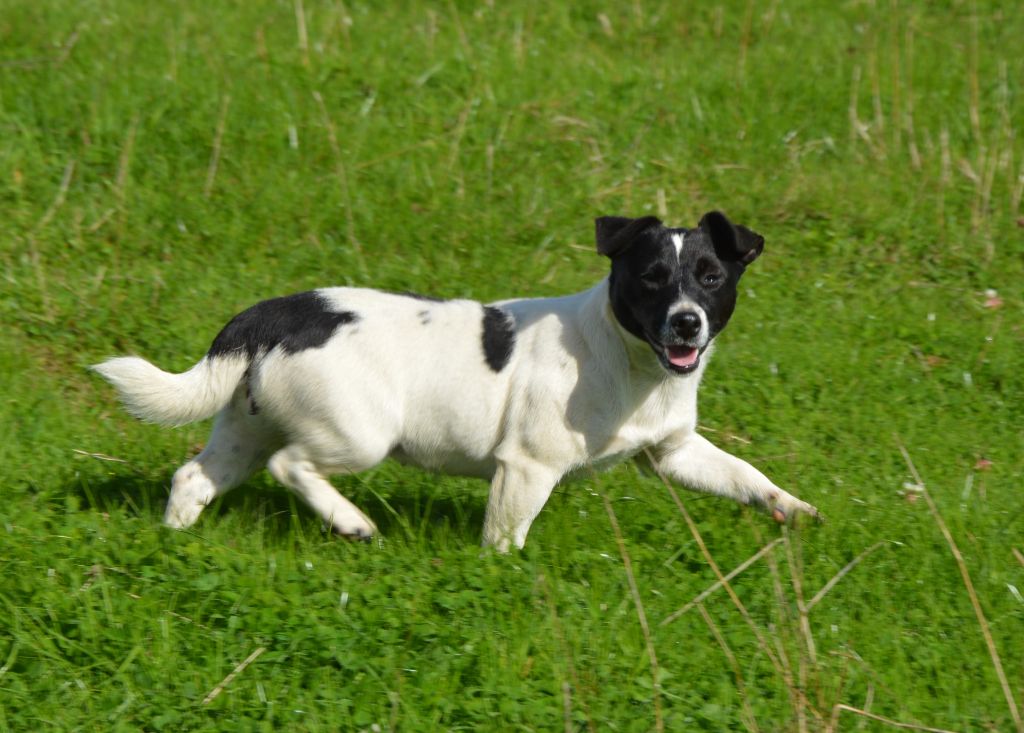 U'wendy Des Terriers Du Large