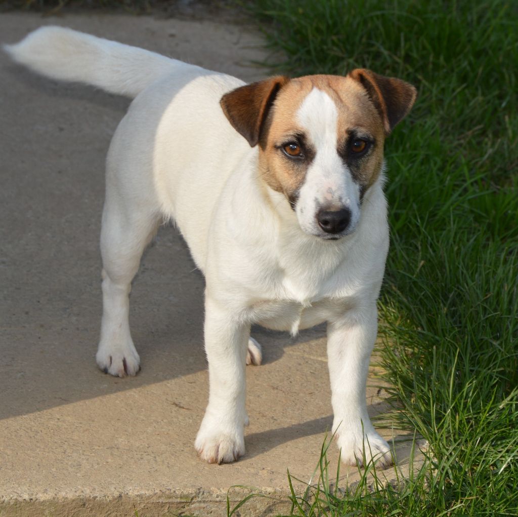 Uranie Des Terriers Du Large