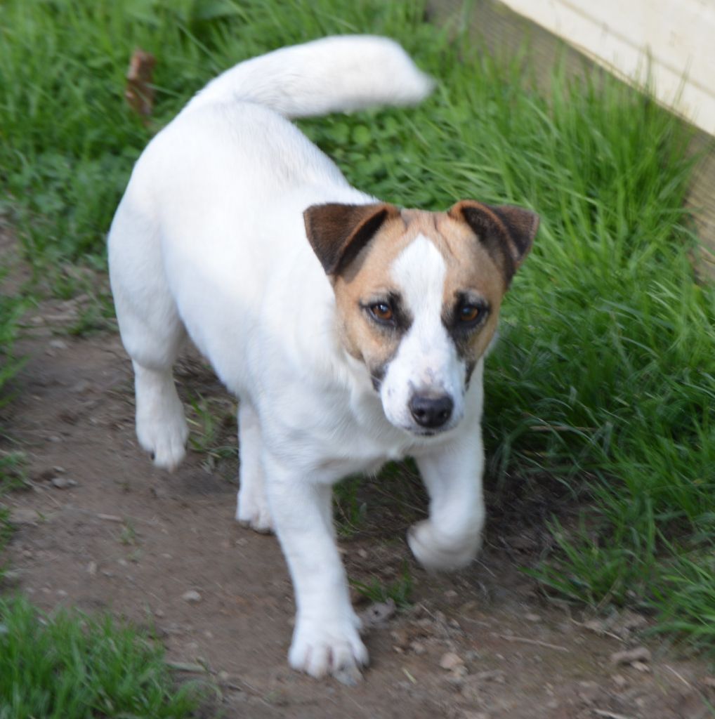 Uranie Des Terriers Du Large