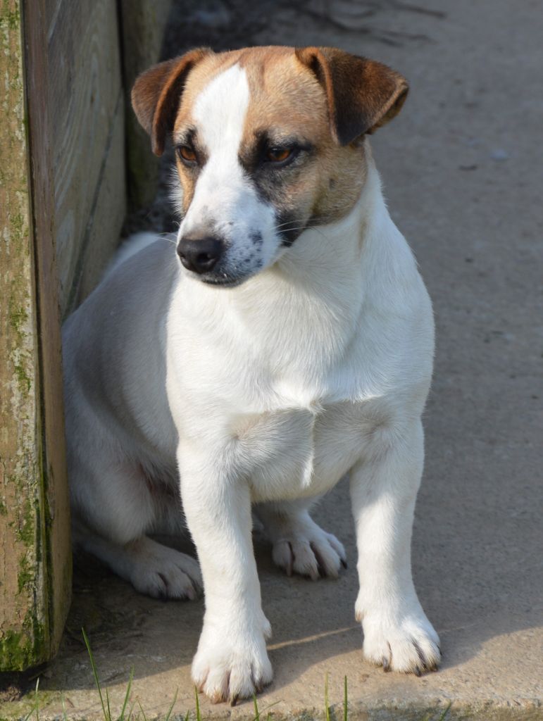 Uranie Des Terriers Du Large