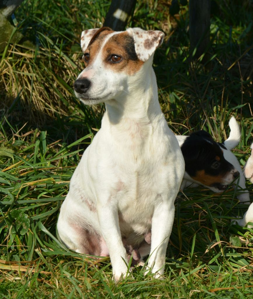 Lisbonne Des Terriers Du Large