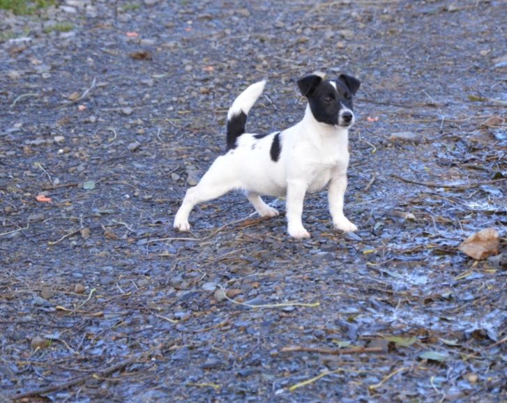 U'wendy Des Terriers Du Large