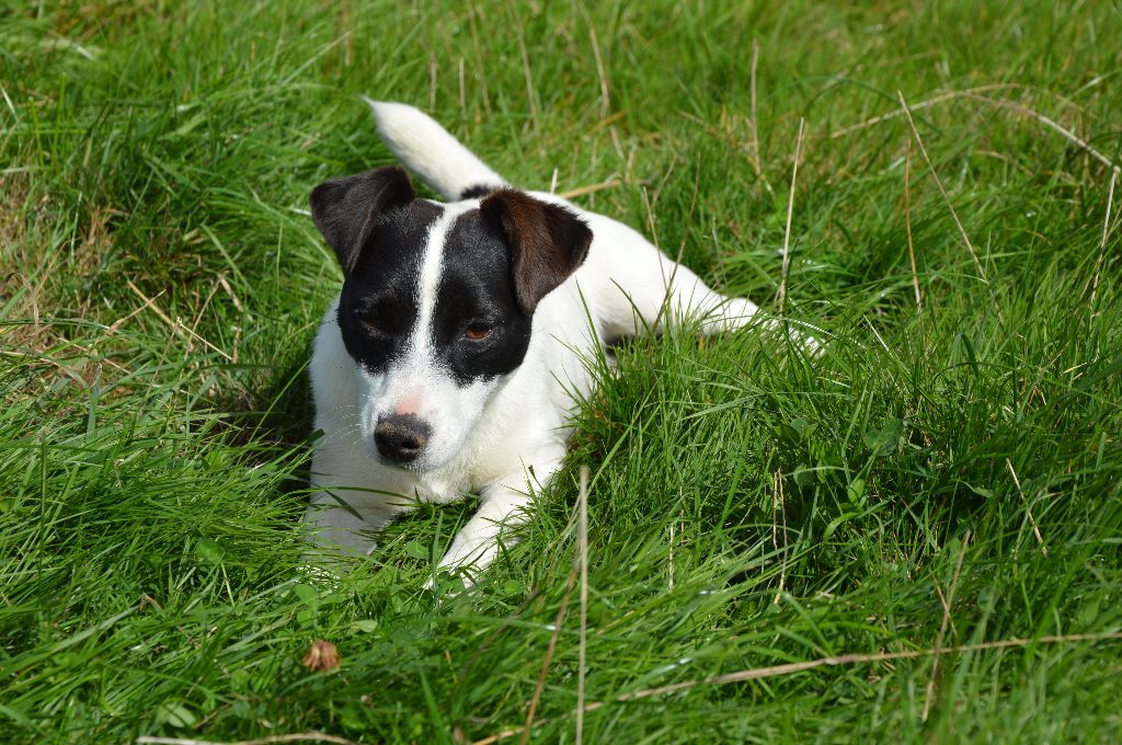 Uline Des Terriers Du Large