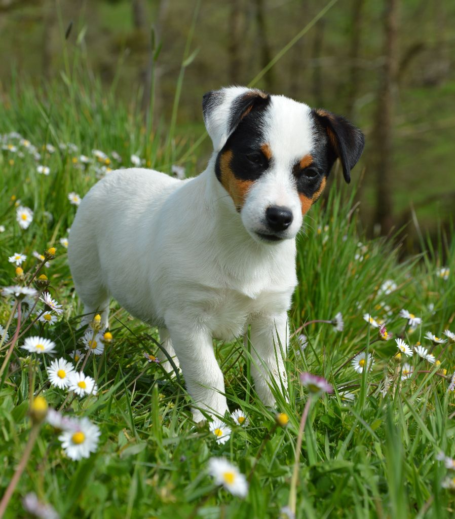 Unjoye yourself Des Terriers Du Large