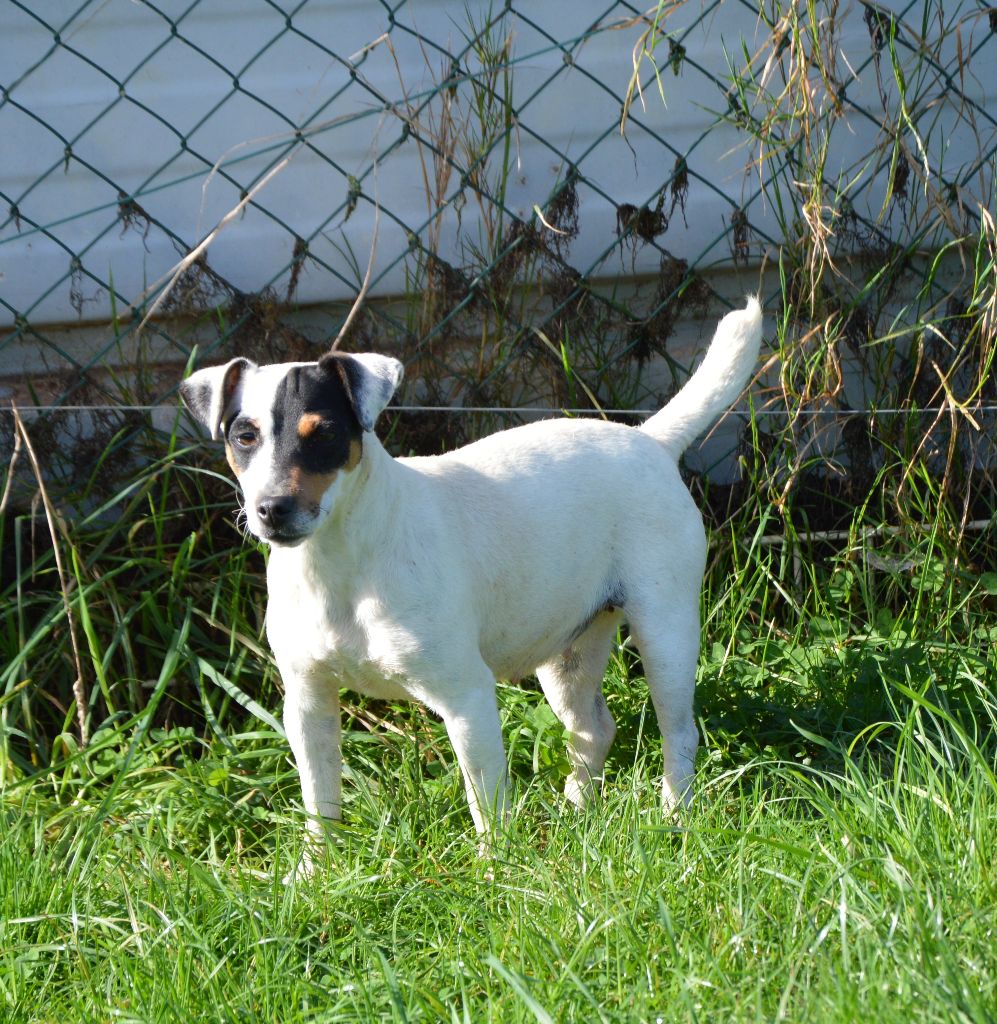 Tatihou Des Terriers Du Large