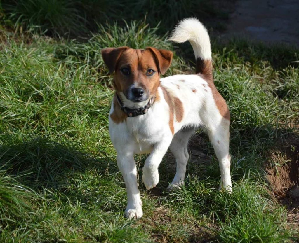 Takine Des Terriers Du Large