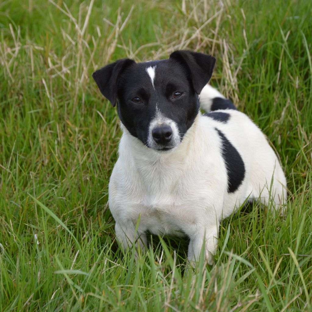 U'wendy Des Terriers Du Large