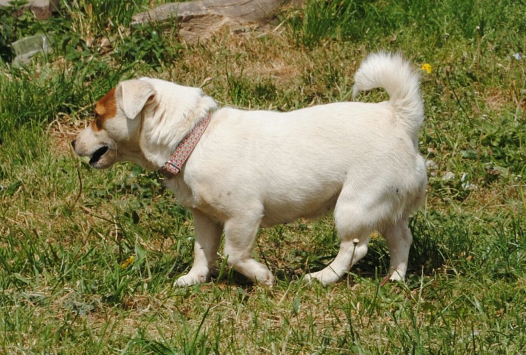 Nanouk des terriers du large (Sans Affixe)