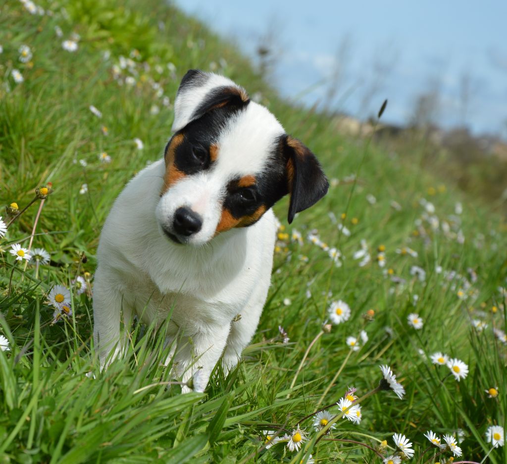 Unjoye yourself Des Terriers Du Large