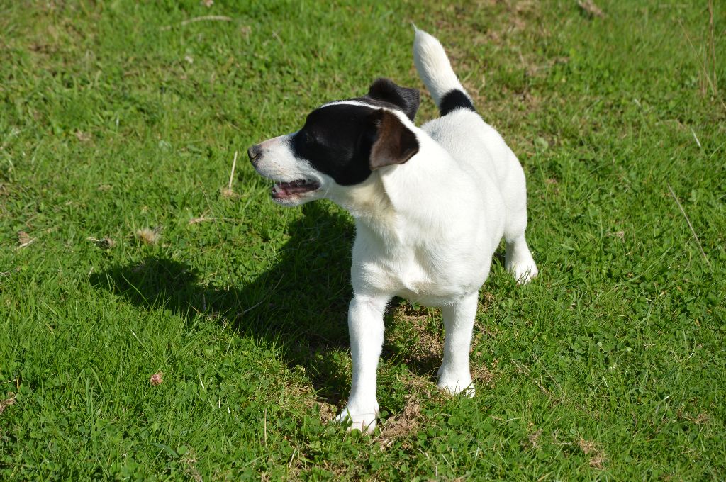 Uline Des Terriers Du Large