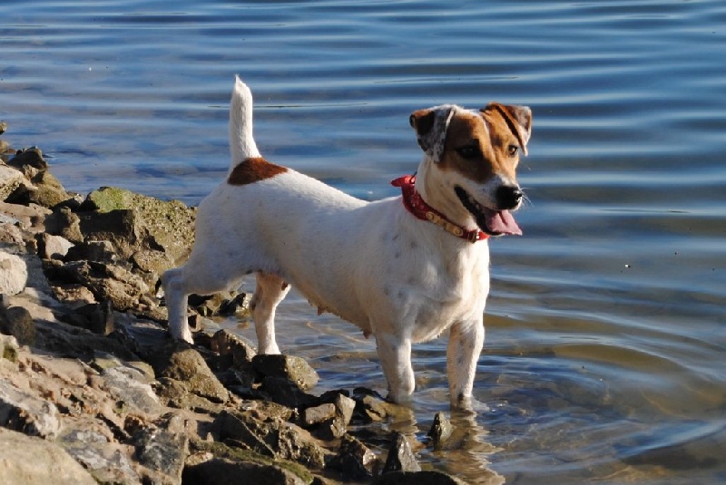 Lady bee  bop Des Terriers Du Large