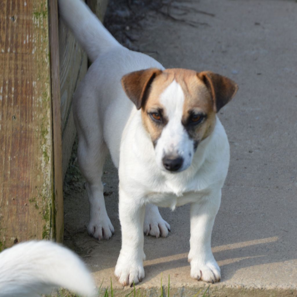 Uranie Des Terriers Du Large