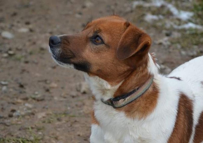 Takine Des Terriers Du Large