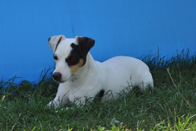 Holly Des Terriers Du Large