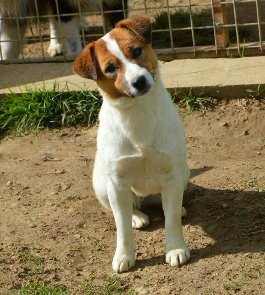 Trinity Des Terriers Du Large