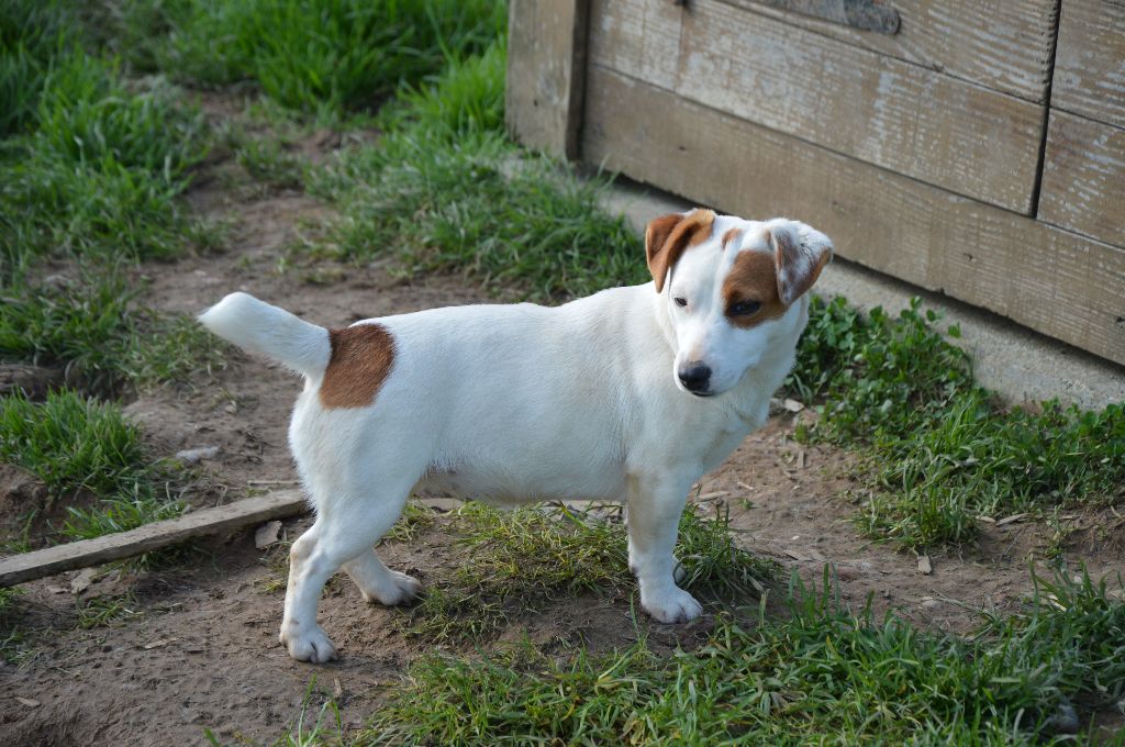 Upy ya Des Terriers Du Large