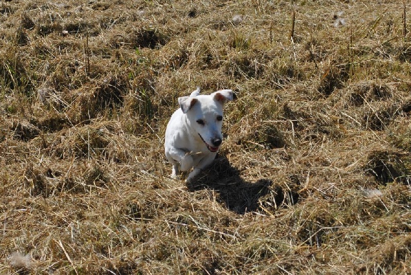 Alice du moulin de poëlay