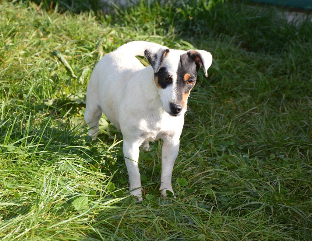 Tatihou Des Terriers Du Large