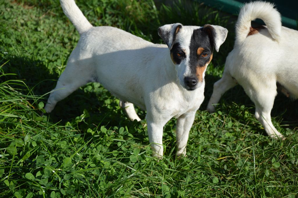 Tatihou Des Terriers Du Large