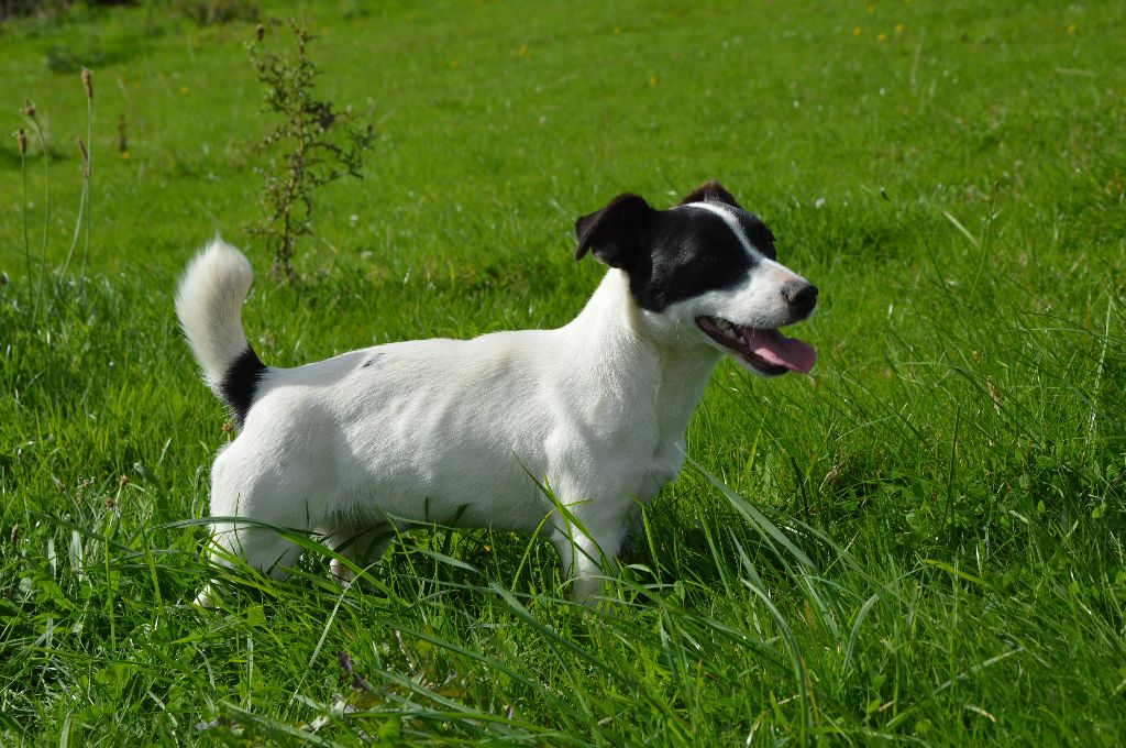 Uline Des Terriers Du Large