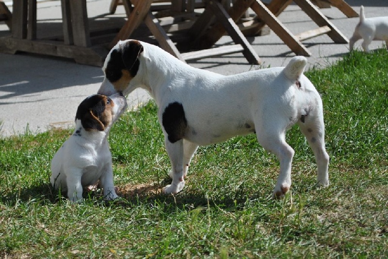 Holly Des Terriers Du Large