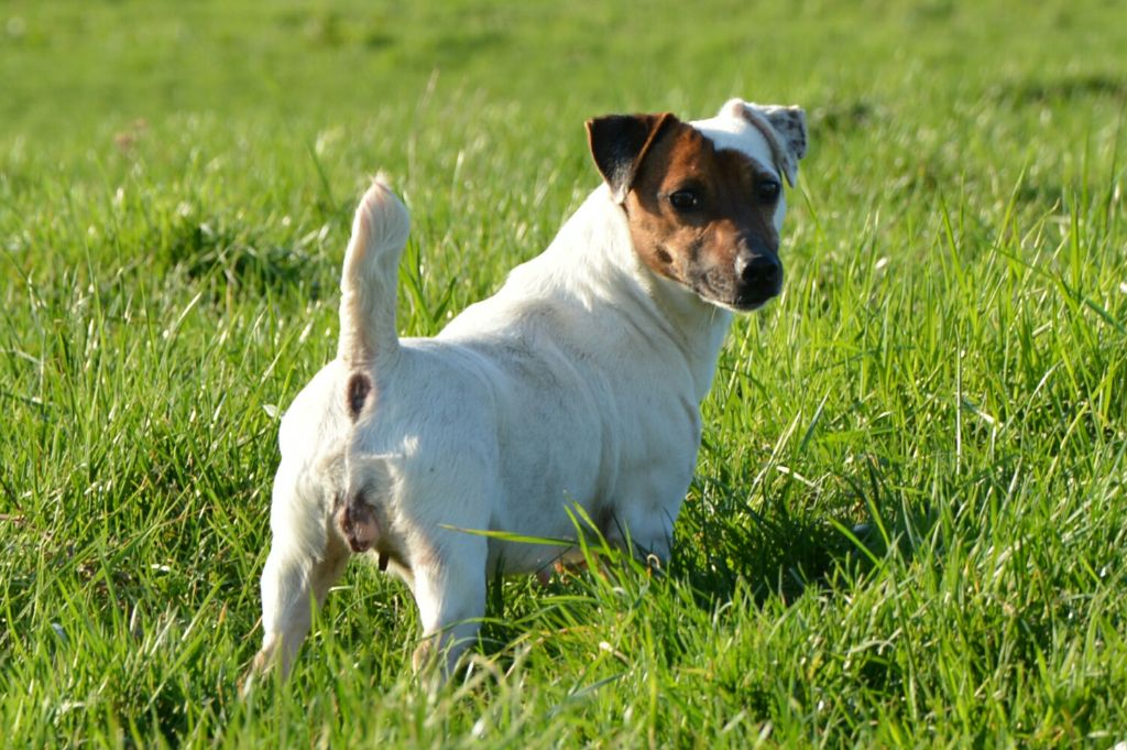 Miss you Des Terriers Du Large