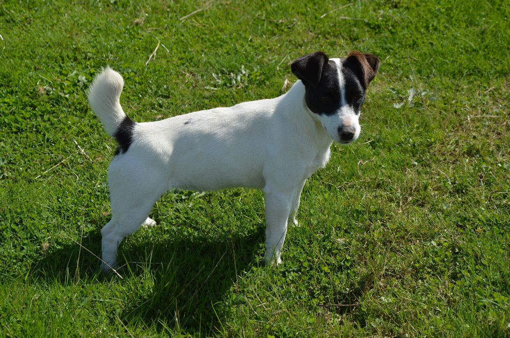 Uline Des Terriers Du Large