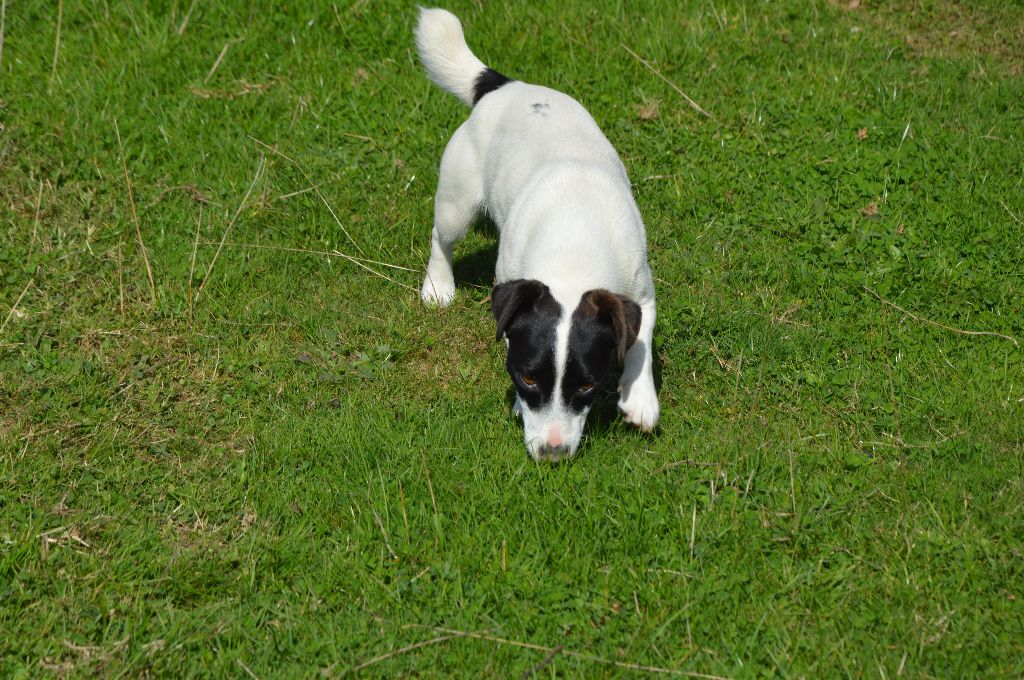 Uline Des Terriers Du Large