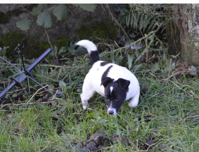 U'wendy Des Terriers Du Large