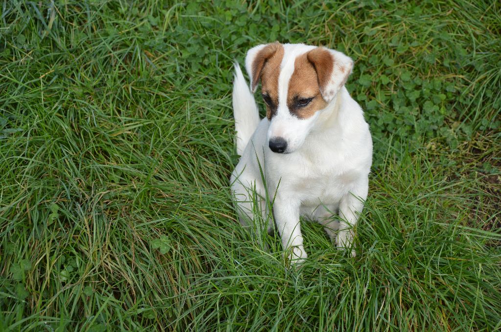 Ultimat kaleesi Des Terriers Du Large