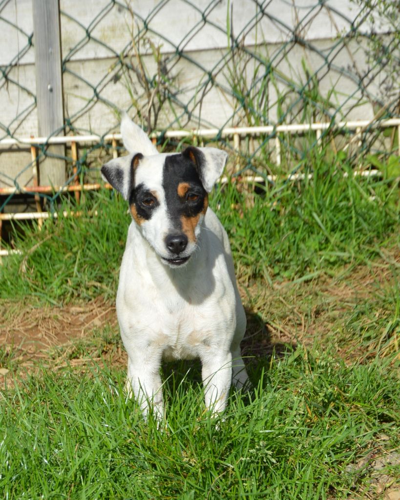 Tatihou Des Terriers Du Large