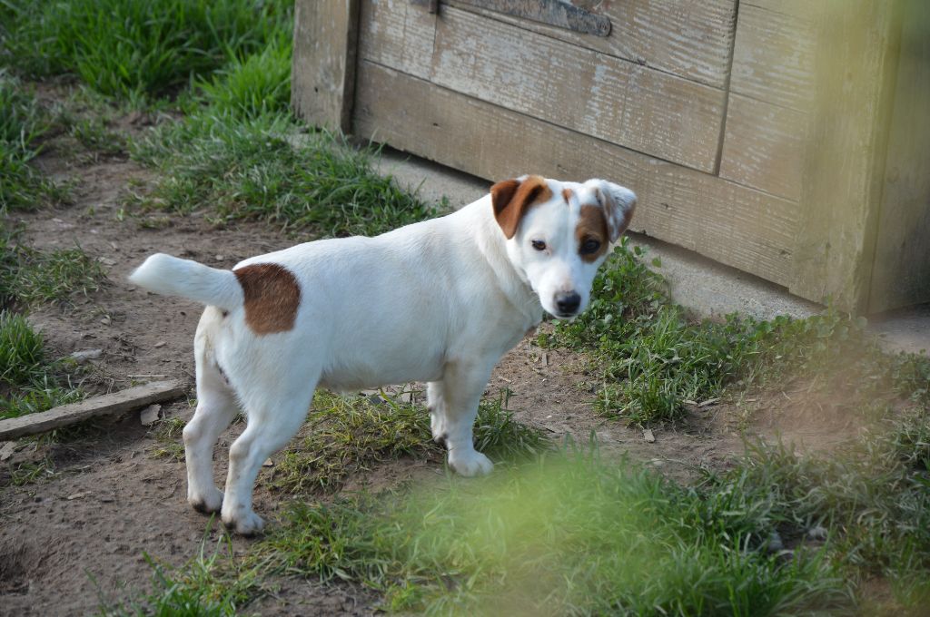 Upy ya Des Terriers Du Large