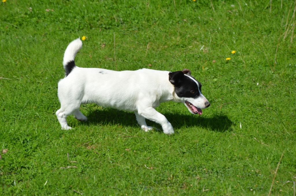 Uline Des Terriers Du Large