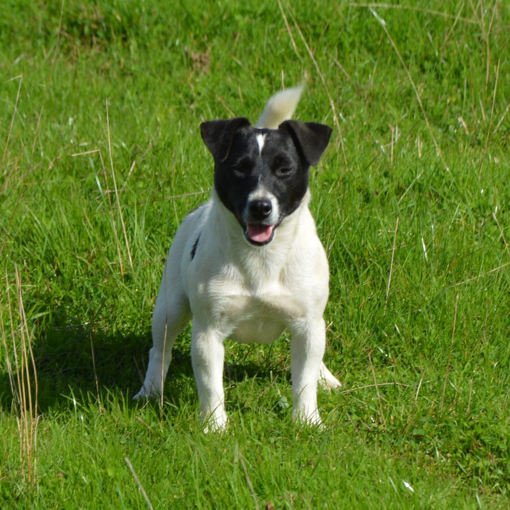 U'wendy Des Terriers Du Large